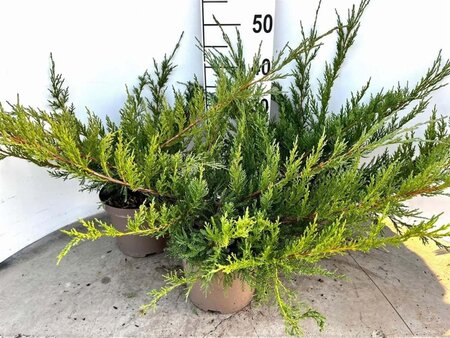 Juniperus pf. 'Pfitzeriana Glauca' 30-40 cm cont. 3,0L - afbeelding 4