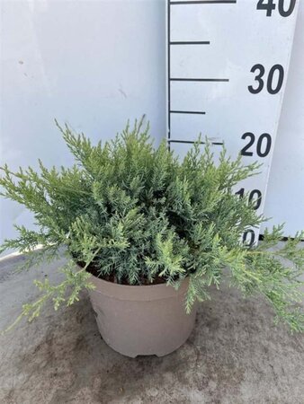 Juniperus pf. 'Pfitzeriana Glauca' 30-40 cm cont. 3,0L - afbeelding 5