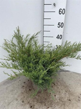 Juniperus pf. 'Pfitzeriana Glauca' 30-40 cm cont. 3,0L - afbeelding 6