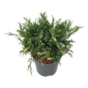 Juniperus pf. 'White Splash' 40-50 cm cont. 7,5L - afbeelding 1