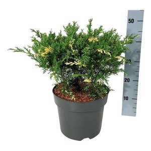 Juniperus pf. 'White Splash' 40-50 cm cont. 7,5L - afbeelding 2