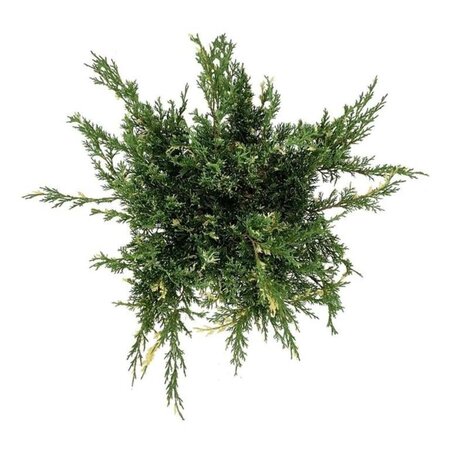 Juniperus pf. 'White Splash' 40-50 cm cont. 7,5L - afbeelding 3