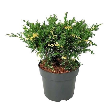 Juniperus pf. 'White Splash' 40-50 cm cont. 7,5L - afbeelding 4