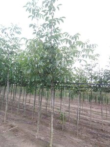 Juglans r. 'Buccaneer' 16-18 Hoogstam draadkluit 3 X verplant