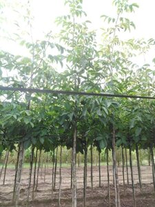 Juglans r. 'Coenen' 16-18 Hoogstam draadkluit 3 X verplant