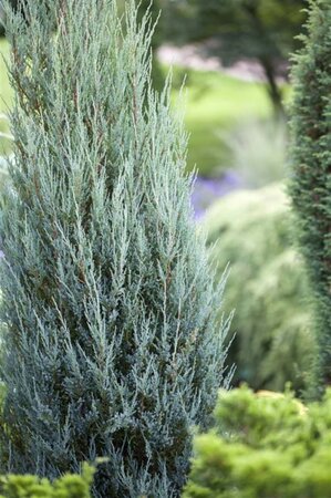 Juniperus s. 'Blue Arrow' 100-125 cm met kluit - afbeelding 2