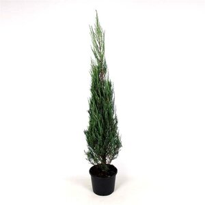 Juniperus s. 'Blue Arrow' 125-150 cm cont. 12L - image 2