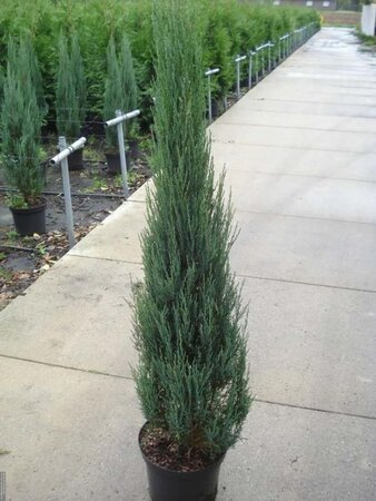 Juniperus s. 'Blue Arrow' 125-150 cm cont. 12L - image 1