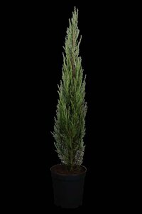 Juniperus s. 'Blue Arrow' 125-150 cm met kluit - afbeelding 1