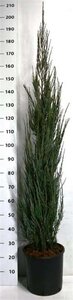 Juniperus s. 'Blue Arrow' 150-175 cm cont. 15L - afbeelding 1