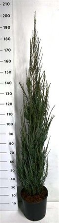 Juniperus s. 'Blue Arrow' 150-175 cm cont. 15L - afbeelding 2