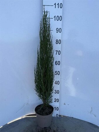 Juniperus s. 'Blue Arrow' 50-60 cm cont. 3,0L - afbeelding 4