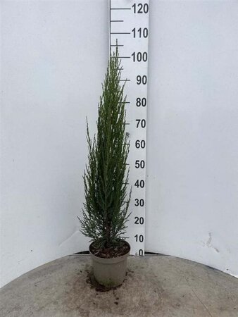 Juniperus s. 'Blue Arrow' 50-60 cm cont. 3,0L - afbeelding 5