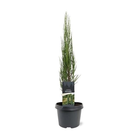 Juniperus s. 'Blue Arrow' 50-60 cm cont. 3,0L - afbeelding 6