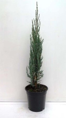 Juniperus s. 'Blue Arrow' 50-60 cm cont. 3,5L - afbeelding 1