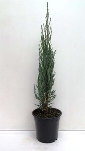 Juniperus s. 'Blue Arrow' 50-60 cm cont. 3,5L - afbeelding 1