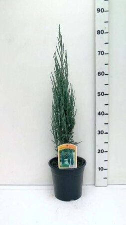 Juniperus s. 'Blue Arrow' 50-60 cm cont. 3,5L - afbeelding 2