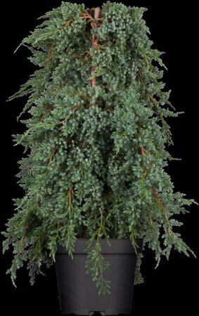 Juniperus squamata 'Blue Carpet' 30-40 cm cont. 3,0L - afbeelding 1