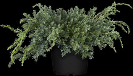 Juniperus squamata 'Blue Carpet' 30-40 cm cont. 3,0L - afbeelding 3