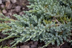 Juniperus squamata 'Blue Carpet' 30-40 cm cont. 3,0L - afbeelding 4