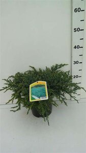 Juniperus squamata 'Blue Carpet' 30-40 cm cont. 3,5L - afbeelding 2