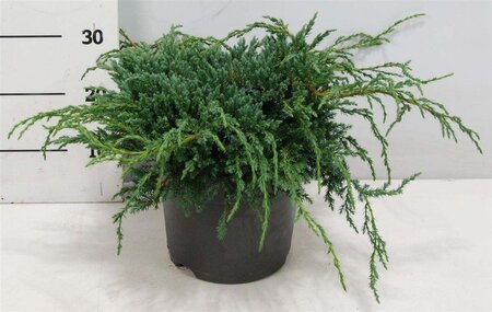 Juniperus squamata 'Blue Carpet' 40-50 cm cont. 7,5L - afbeelding 2