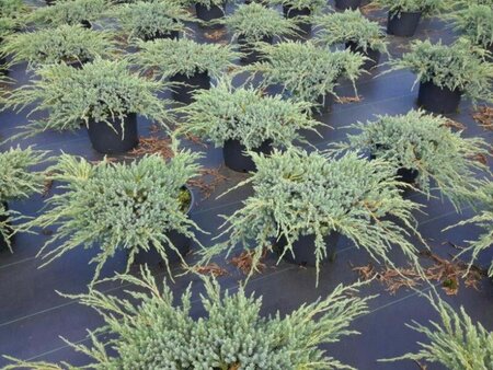 Juniperus squamata 'Blue Carpet' 40-50 cm cont. 7,5L - afbeelding 1