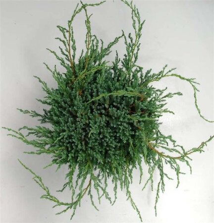 Juniperus squamata 'Blue Carpet' 40-50 cm cont. 7,5L - afbeelding 3