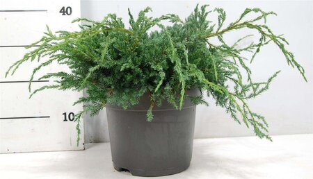 Juniperus squamata 'Blue Carpet' 40-50 cm cont. 7,5L - afbeelding 4