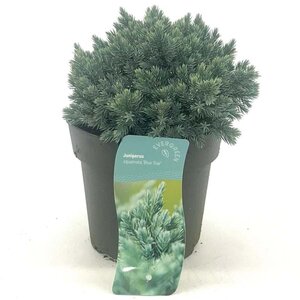 Juniperus squamata 'Blue Star' 15-20 cm cont. 2,0L - afbeelding 5