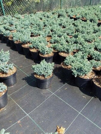 Juniperus squamata 'Blue Star' 15-20 cm cont. 2,0L - afbeelding 6