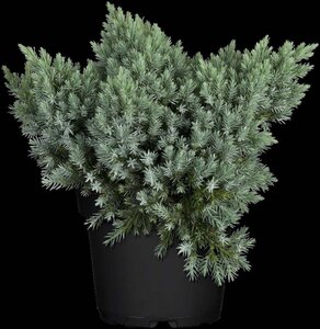 Juniperus squamata 'Blue Star' 15-20 cm cont. 2,0L - afbeelding 3