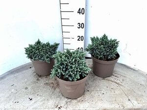 Juniperus squamata 'Blue Star' 15-20 cm cont. 3,0L - afbeelding 5