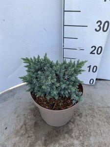 Juniperus squamata 'Blue Star' 15-20 cm cont. 3,0L - afbeelding 7