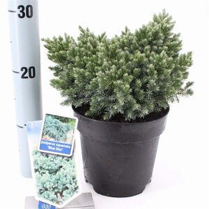 Juniperus squamata 'Blue Star' 20-25 cm cont. 2,0L