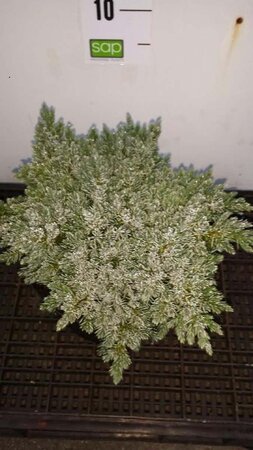 Juniperus squamata 'Blue Star' 20-25 cm cont. 3,0L - afbeelding 1