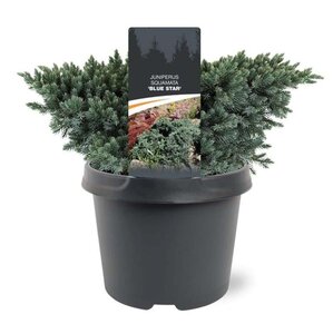 Juniperus squamata 'Blue Star' 20-25 cm cont. 3,0L - afbeelding 2