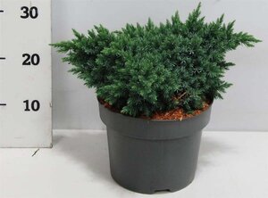 Juniperus squamata 'Blue Star' 25-30 cm cont. 5,0L - afbeelding 6