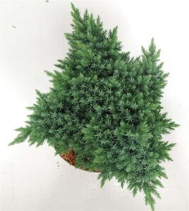 Juniperus squamata 'Blue Star' 25-30 cm cont. 5,0L - afbeelding 7