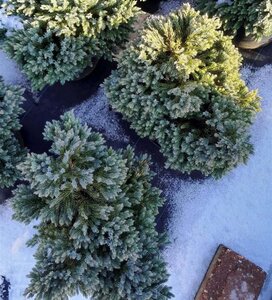 Juniperus squamata 'Blue Star' 25-30 cm cont. 5,0L - afbeelding 4