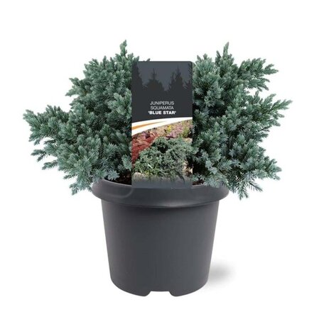 Juniperus squamata 'Blue Star' 25-30 cm cont. 5,0L - afbeelding 5