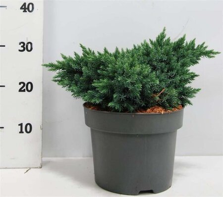 Juniperus squamata 'Blue Star' 25-30 cm cont. 5,0L - afbeelding 8