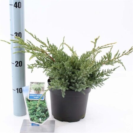 Juniperus squamata 'Holger' 20-25 cm cont. 2,0L