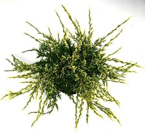 Juniperus squamata 'Holger' 40-50 cm cont. 7,5L - afbeelding 2