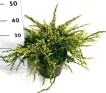 Juniperus squamata 'Holger' 40-50 cm cont. 7,5L - afbeelding 3