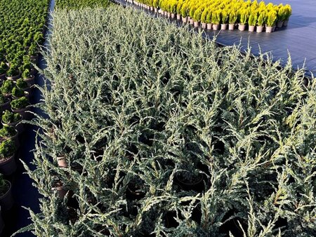 Juniperus squamata 'Meyeri' 25-30 cm cont. 3,0L - afbeelding 2