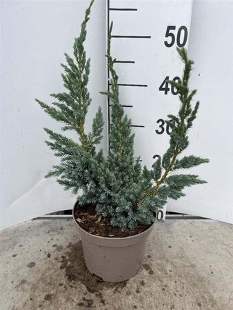 Juniperus squamata 'Meyeri' 25-30 cm cont. 3,0L - afbeelding 3