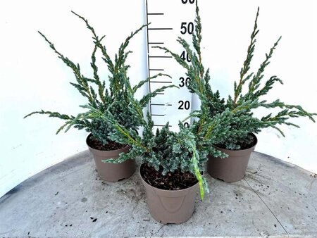 Juniperus squamata 'Meyeri' 25-30 cm cont. 3,0L - afbeelding 4