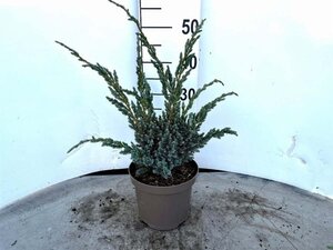 Juniperus squamata 'Meyeri' 25-30 cm cont. 3,0L - afbeelding 5