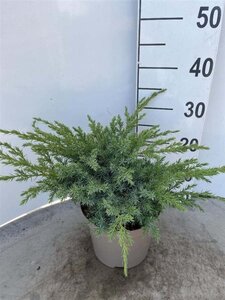 Juniperus squamata 'Meyeri' 25-30 cm cont. 3,0L - afbeelding 6